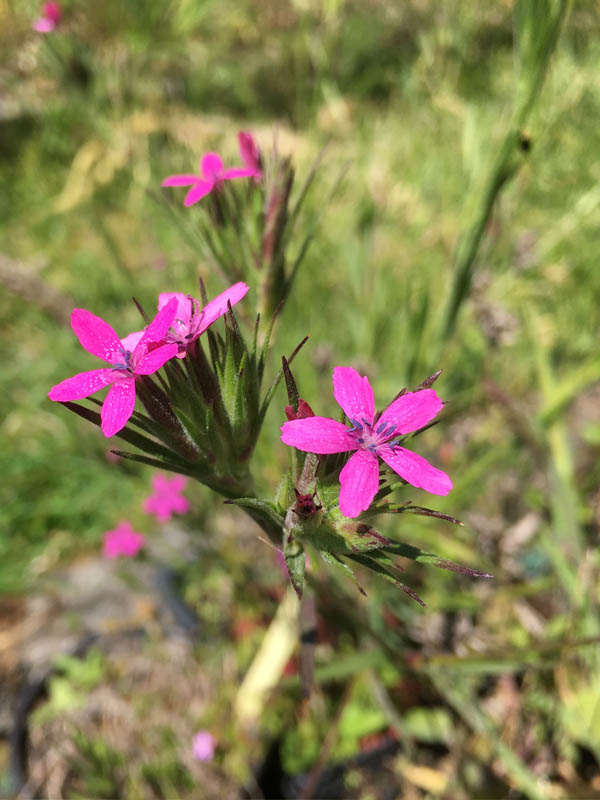 Dianthus armeria